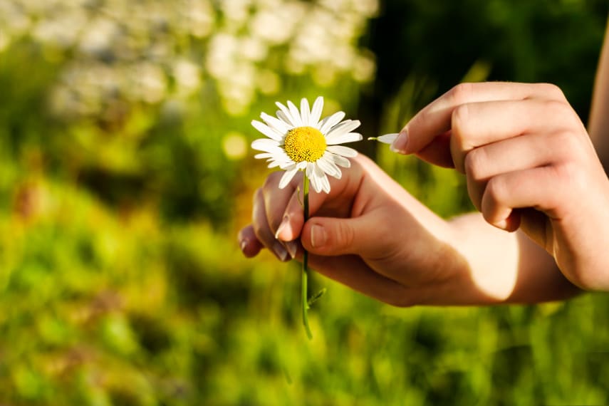 picking flower petals